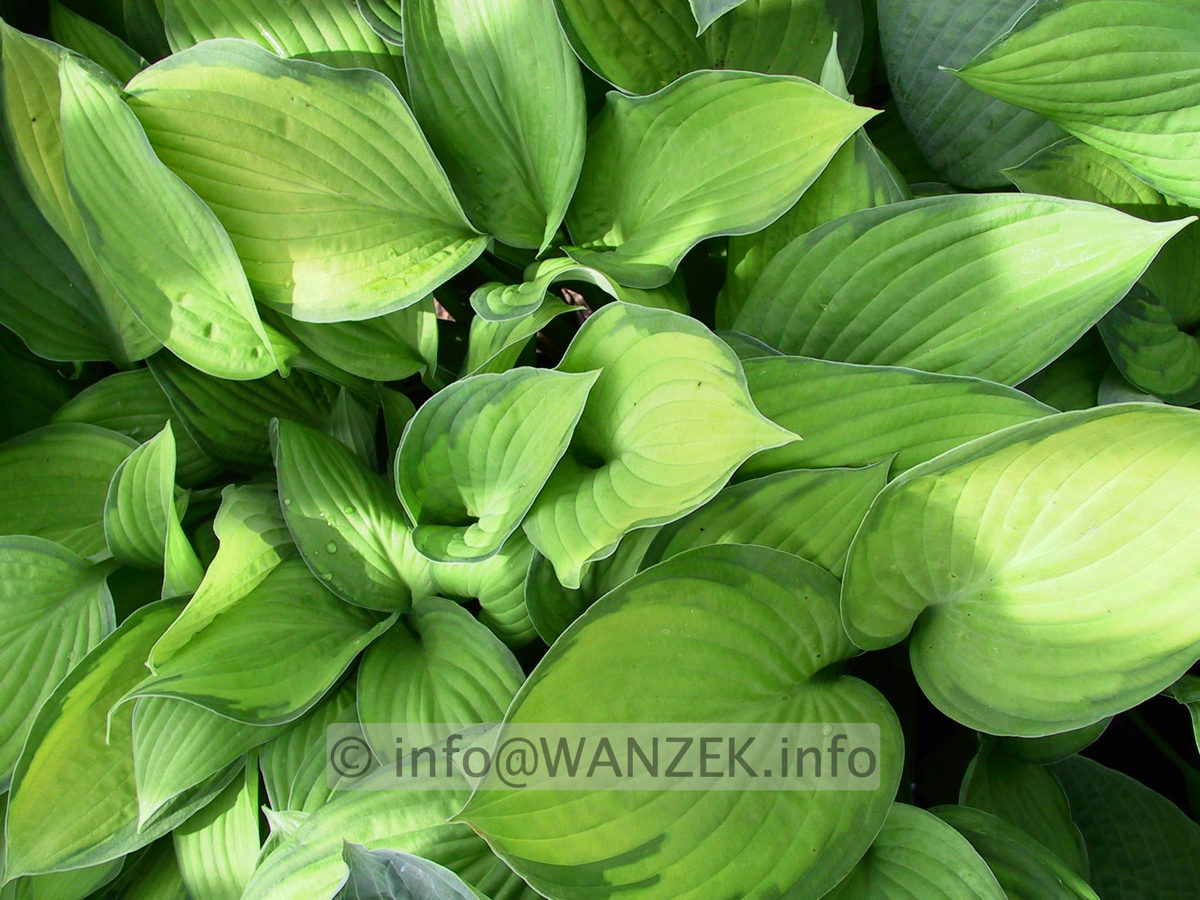 Hosta fortunei Gold Standard 04.jpg